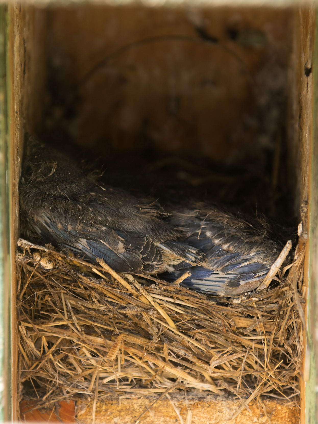 Bluebird trail